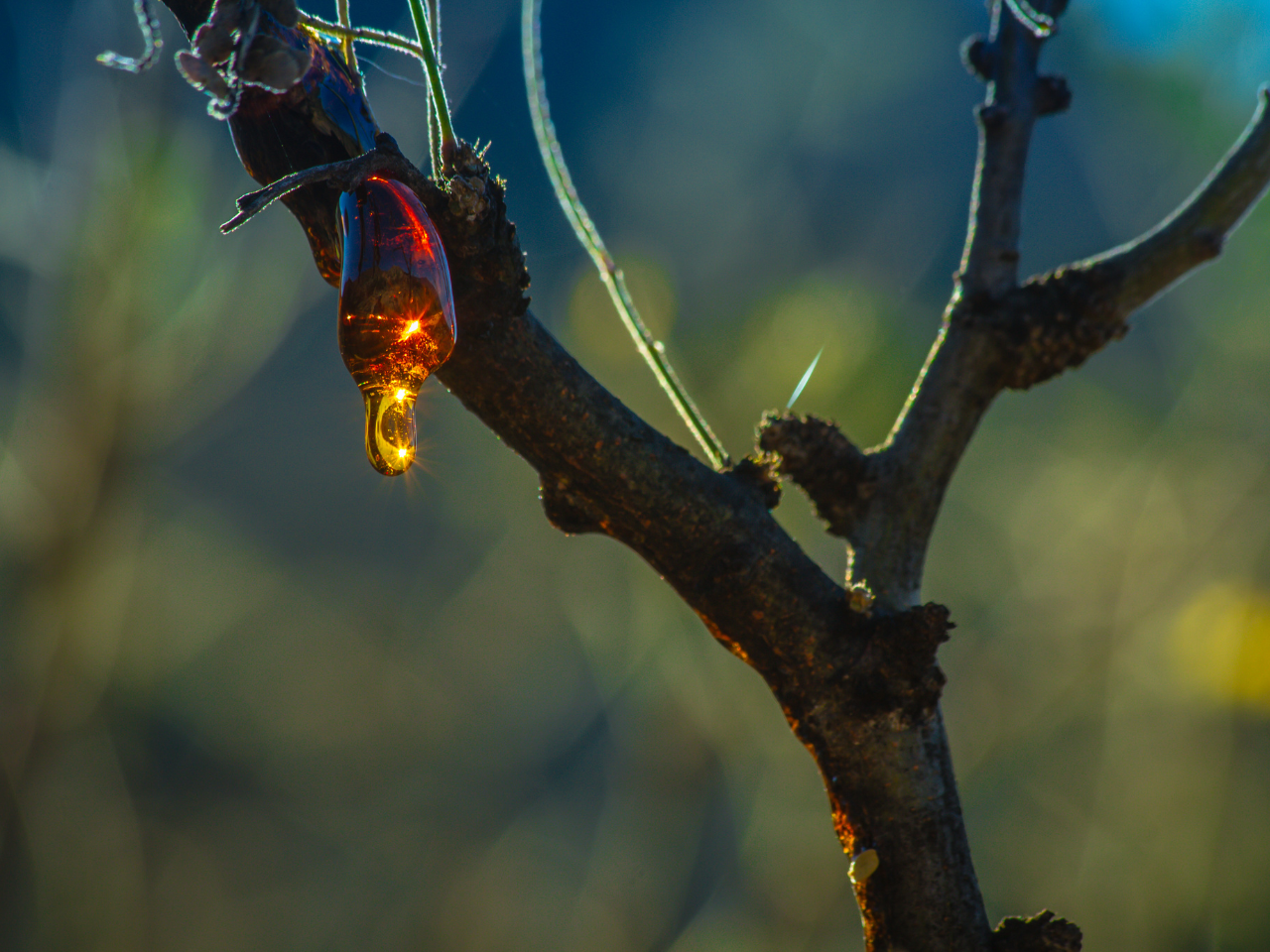 karaya tree sap dripping from a karaya tree branch, glistening in natural light
