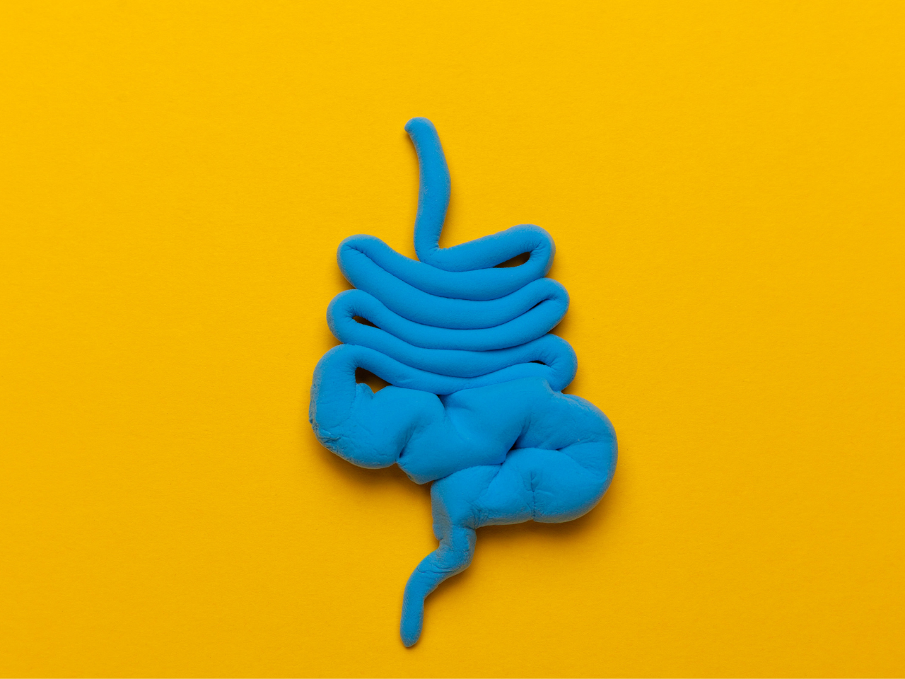 Mock up of digestive tract